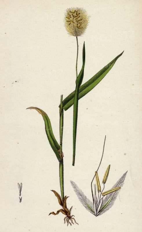 Lagurus ovatus; Ovate Hare's-tail-grass
