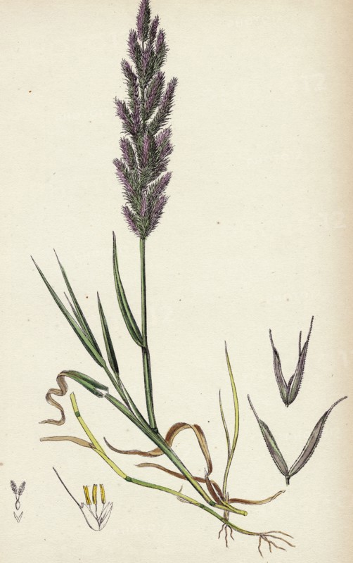 Polypogon littoralis; Perennial Beard-grass