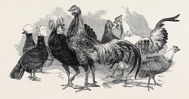 POLISH FOWLS, FIRST PRIZE: MR. TYLER, FOWLS FROM CHINA, FIRST PRIZE: MR. BAKER, SILVER-SPANGLED FOWLS, FIRST PRIZE: JOHN WHYTE, ESQ.