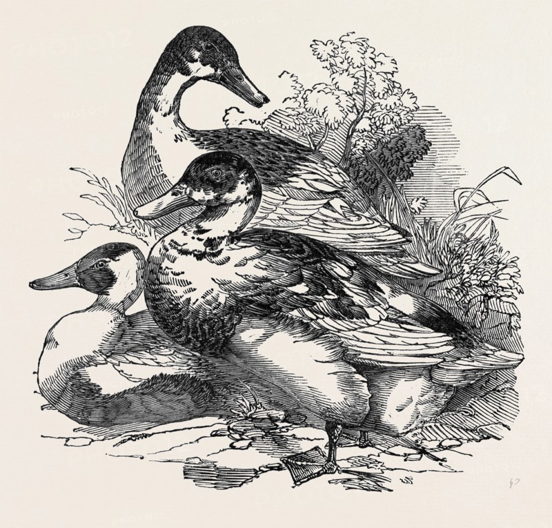 DUCKS, FIRST PRIZE: CROSS AYLESBURY AND ROUEN: MR. BAKER