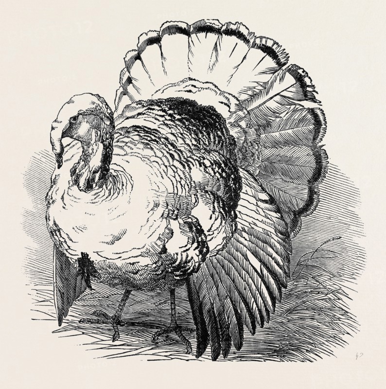 SPANGLED TURKEY, FIRST PRIZE: MR. BARTLETT