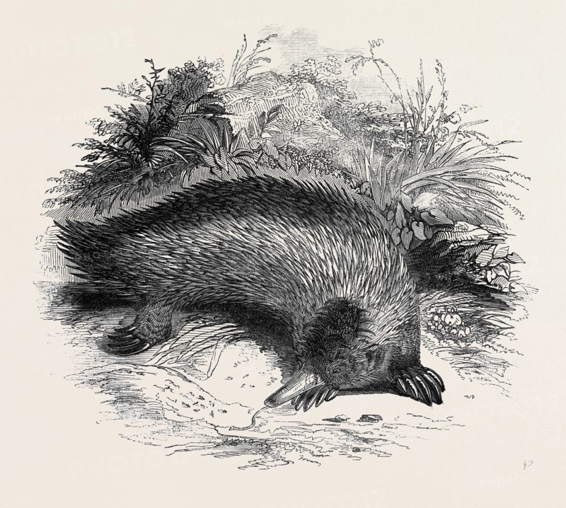 AUSTRALIAN ANTEATER, AT THE GARDENS OF THE ZOOLOGICAL SOCIETY