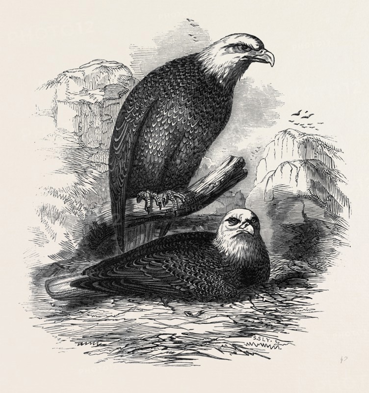 WHITE-HEADED EAGLES, AT THE ZOOLOGICAL GARDENS, REGENT'S-PARK
