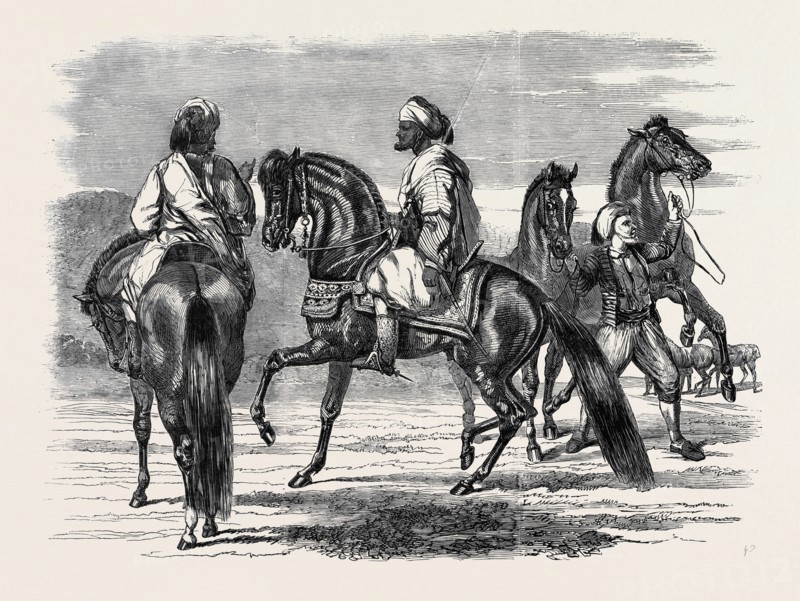 BARBS PRESENTED TO QUEEN VICTORIA BY THE EMPEROR OF MOROCCO.
