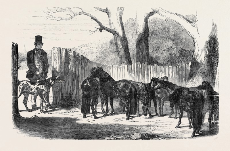 SHETLAND PONIES PURCHASED FOR THE PACHA OF EGYPT