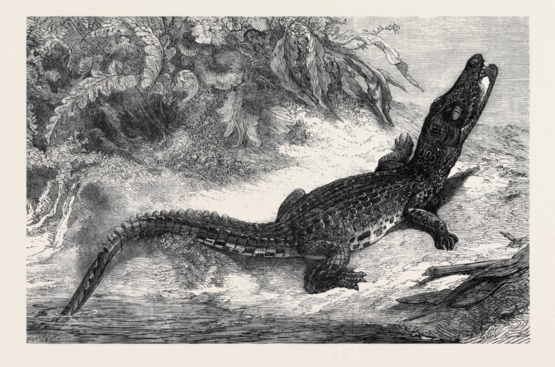 ALLIGATOR FROM SUMATRA, FOR THE BRIGHTON AQUARIUM, 1873