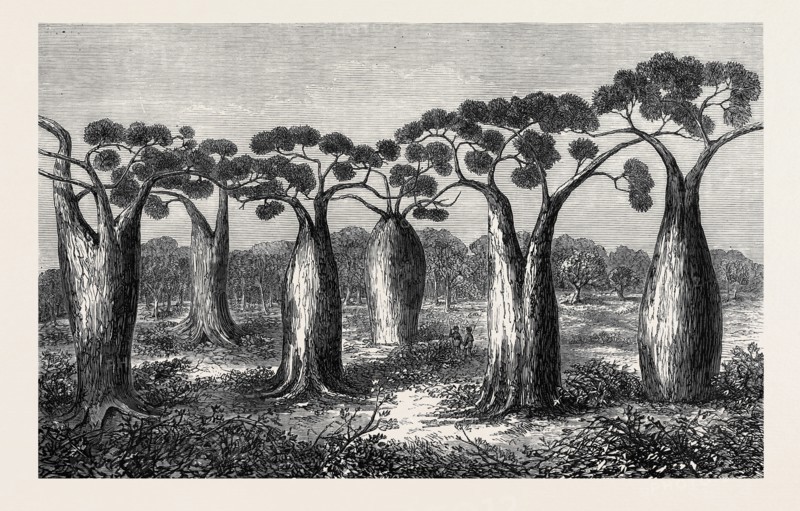 BOTTLE-TREES OF QUEENSLAND, NORTH AUSTRALIA, 1873