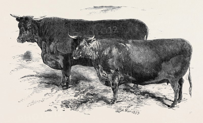 MEETING OF THE ROYAL AGRICULTURAL SOCIETY AT SALISBURY: DEVONS, NO. 176, FIRST PRIZE BULL, Ã‚Â£30, MR. JAMES DAVY (LEFT), NO. 201. FIRST PRIZE HEIFER, Ã‚Â£15, MR. EDWARD POPE (RIGHT)