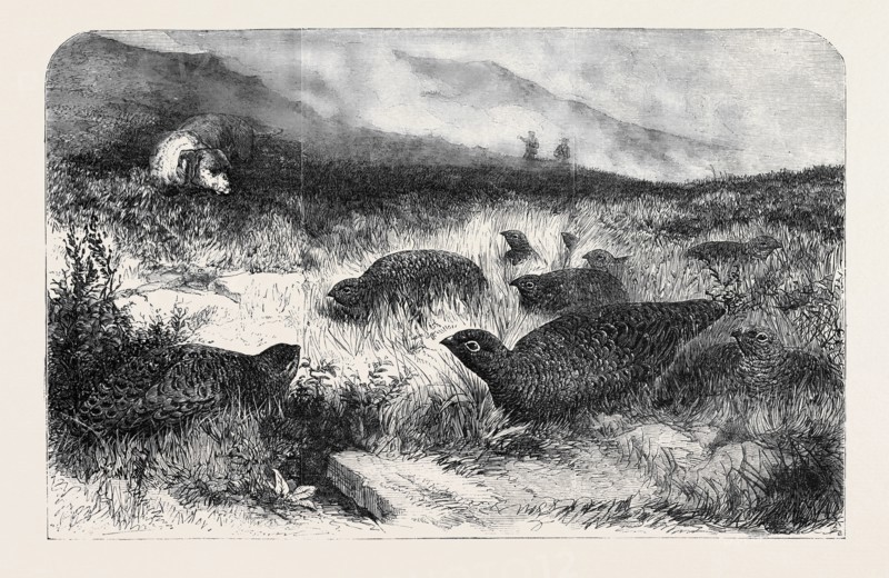 GROUSE SHOOTING