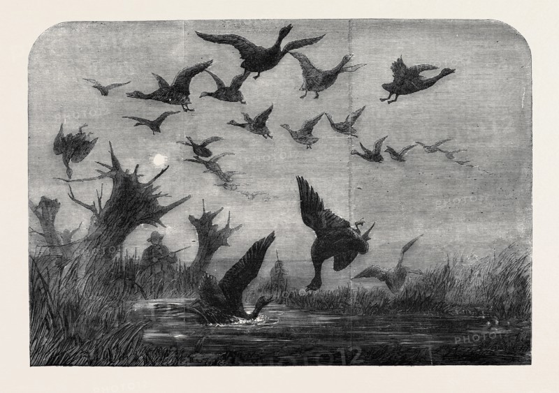WILD DUCK SHOOTING, DRAWN BY WOLF