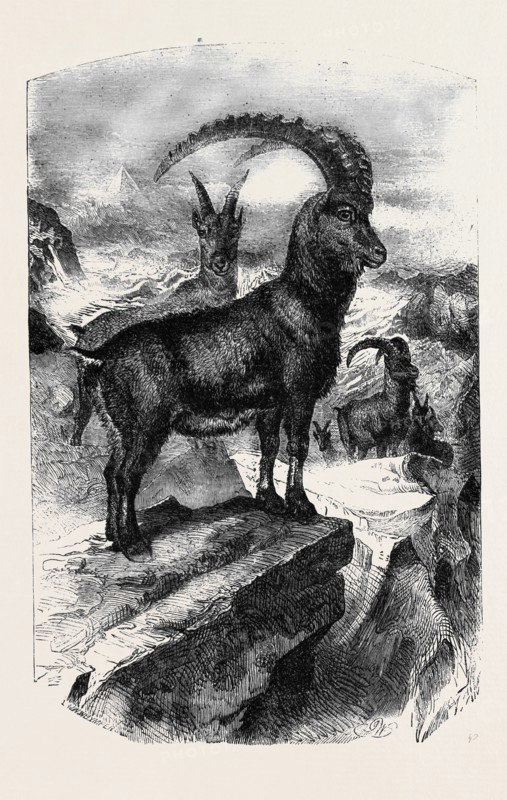 THE BOUQUETIN, OR STEINBOCK (CAPRA IBEX, LIN.)