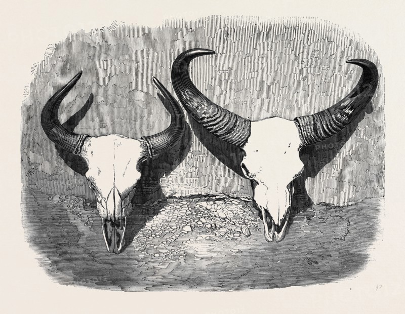 HEADS OF ADULT MALE AND FEMALE GAOUR