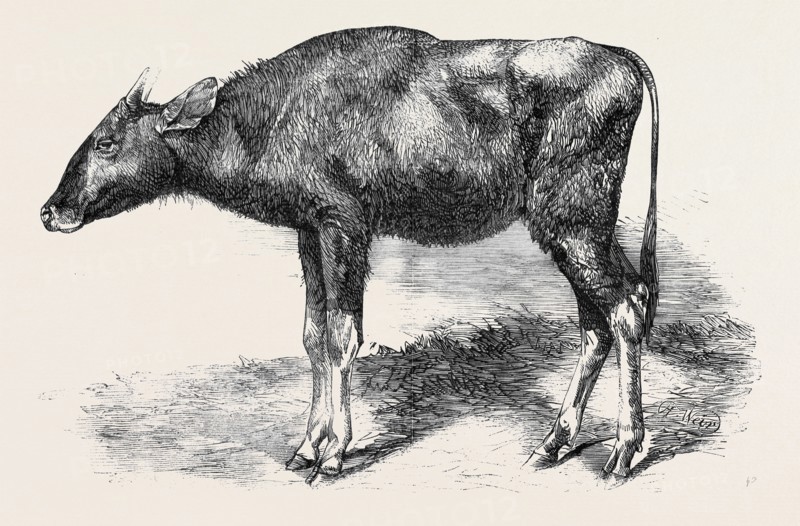 THE GAOUR CALF, FROM A PHOTOGRAPH