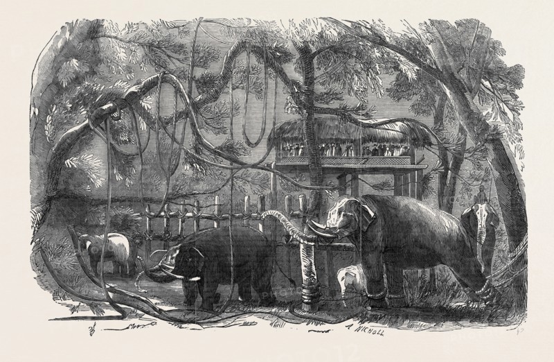 ELEPHANT KRAAL, ISLAND OF CEYLON