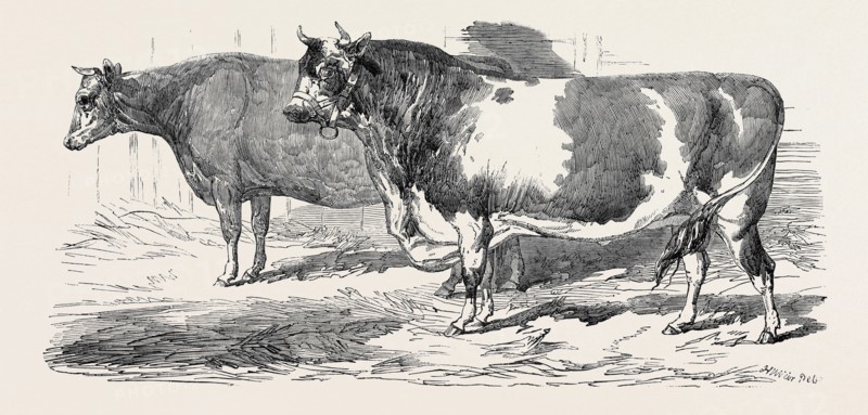 CHANNEL ISLANDS, CLASS 3, FIRST PRIZE, Ã‚Â£10; CHANNEL ISLANDS, CLASS 1, FIRST PRIZE, Ã‚Â£10; PRIZE CATTLE SHOW AT THE ROYAL AGRICULTURAL SOCIETY'S SHOW, AT WINDSOR