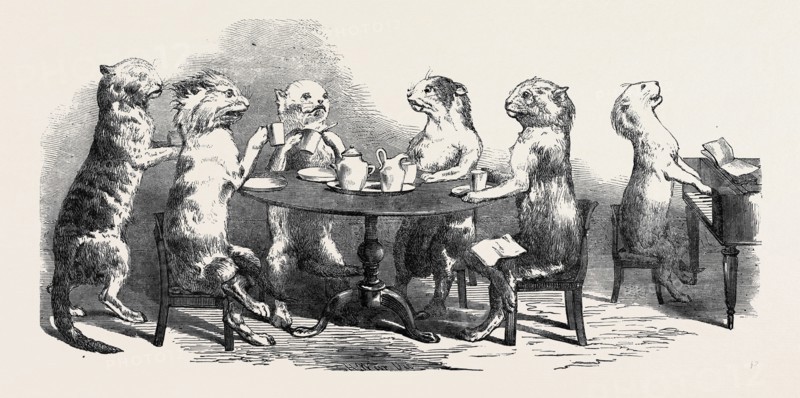STUFFED CATS, FROM WIRTEMBURG, FROM A DAGUERREOTYPE BY CLAUDET