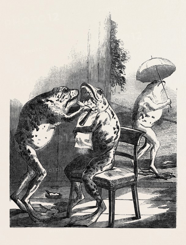 STUFFED FROGS, FROM WIRTEMBURG, FROM A DAGUERREOTYPE BY CLAUDET