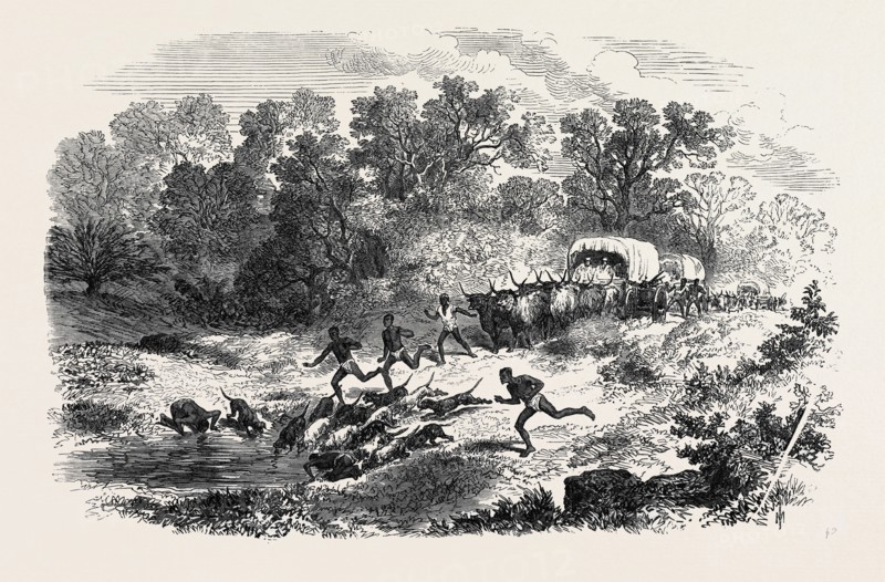TRAVELLING IN AFRICA: THE RAIN-POOL BY THE WAY, 1869