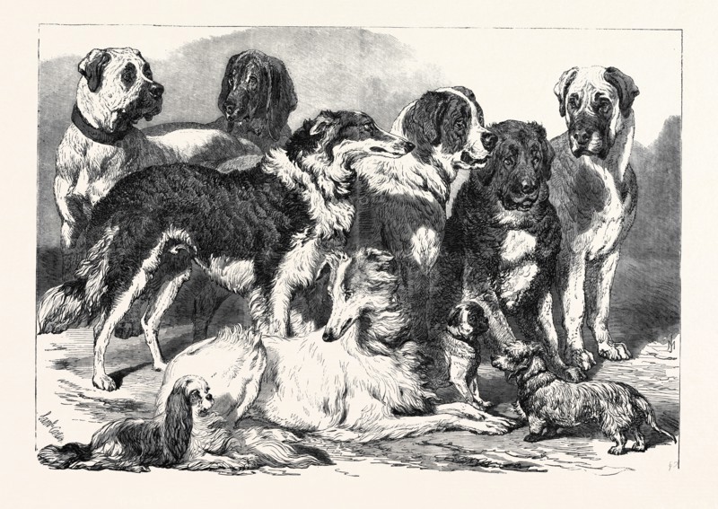 PRIZE DOGS IN THE NATIONAL DOG SHOW AT ISLINGTON, LONDON, UK, 1869