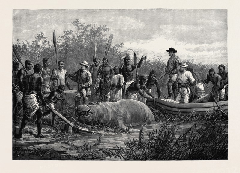 HIPPOPOTAMUS HUNTING IN ANGOLA, WEST AFRICA, 1880