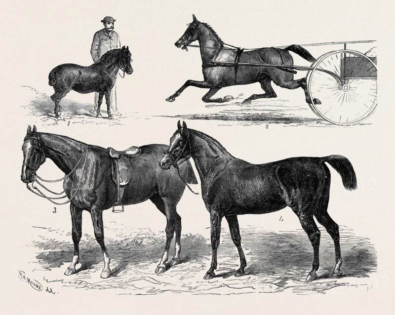 THE HORSE SHOW, 1880; 1. Mr. T.W. Blyth's Pony, Toby.; 2. Mr. W.H. Wilson's Lizzie Kendall.; 3. Prince of Wales's Sir Jarge.; 4. Mr. W.S. Blunt's Arab, Pharaoh