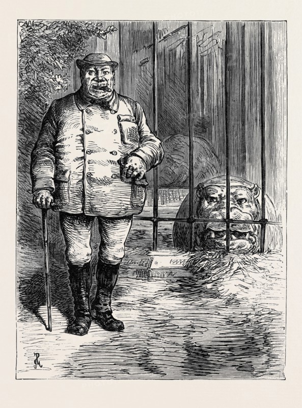AT THE ZOOLOGICAL SOCIETY'S GARDENS IN LONDON: PACHYDERMATOUS OR THICK-SKINNED ANIMALS, 1880