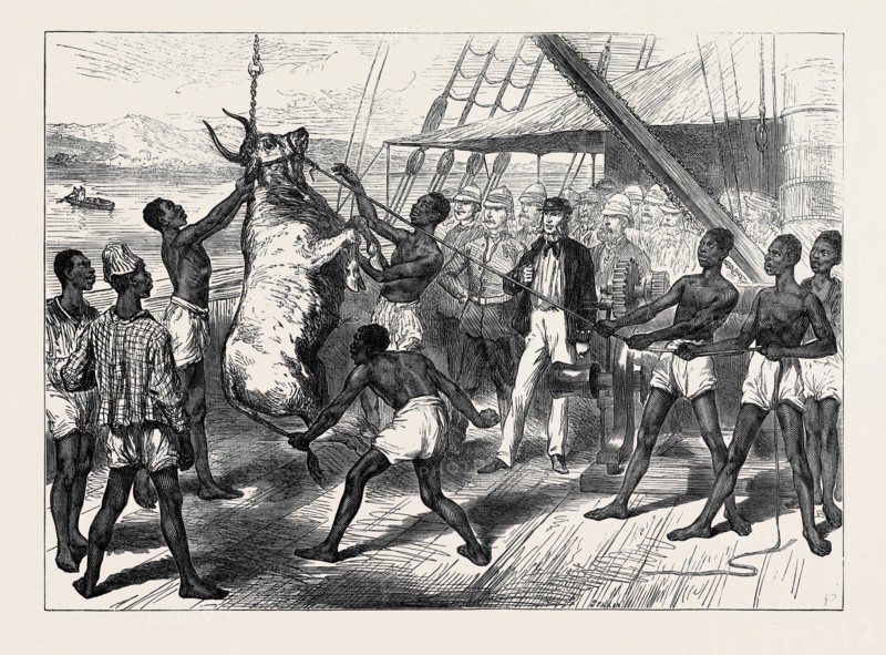 THE ASHANTEE WAR: SHIPPING BULLOCKS AT SIERRA LEONE FOR CAPE COAST CASTLE, 1874