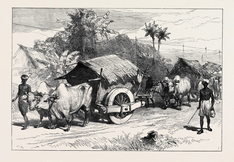 THE FAMINE IN BENGAL: BULLOCK HACKERIES FOR CARRYING GRAIN, 1874