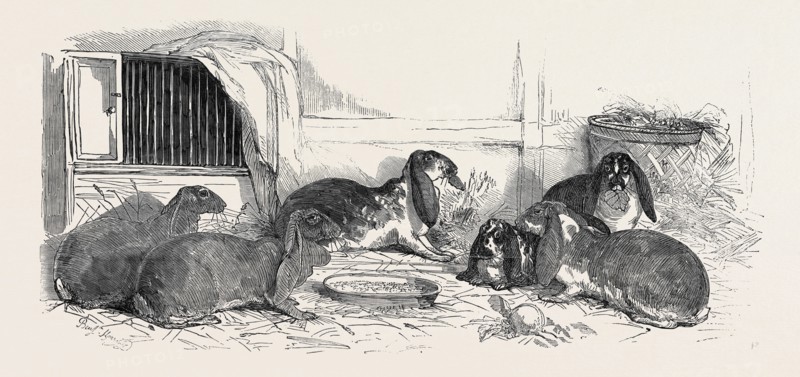 SHOW OF THE METROPOLITAN FANCY RABBIT CLUB