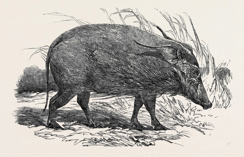 CHOIROPOTAMUS, OR RED HOG OF THE CAMEROONS, IN THE GARDENS OF THE ZOOLOGICAL SOCIETY, REGENT'S PARK, LONDON