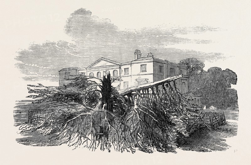 CEDAR STRUCK BY LIGHTNING, AT HENLEY-UPON-THAMES, 1852