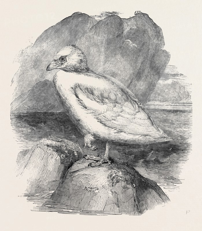 THE SNOWBIRD, IN THE GARDENS OF THE ZOOLOGICAL SOCIETY