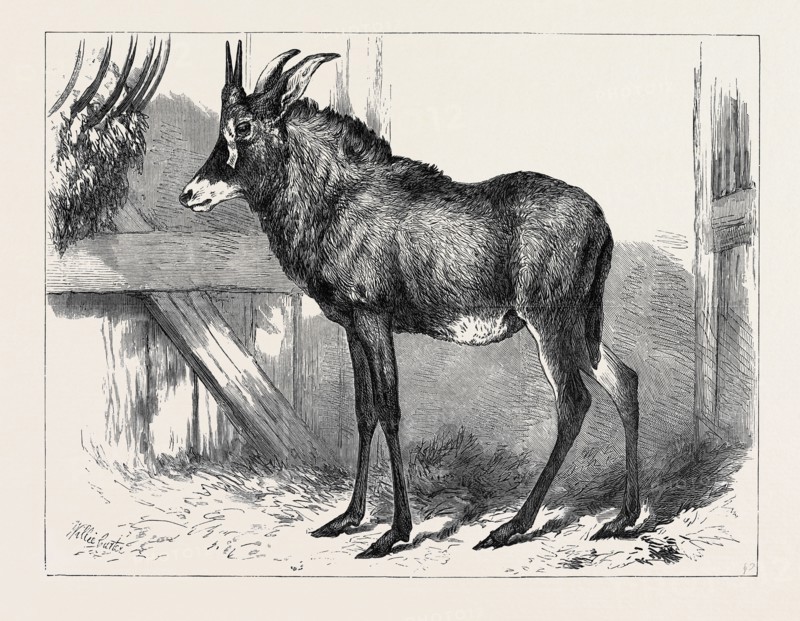 THE EQUINE ANTELOPE OF NUBIA, IN THE GARDENS OF THE ZOOLOGICAL SOCIETY, LONDON, 1879