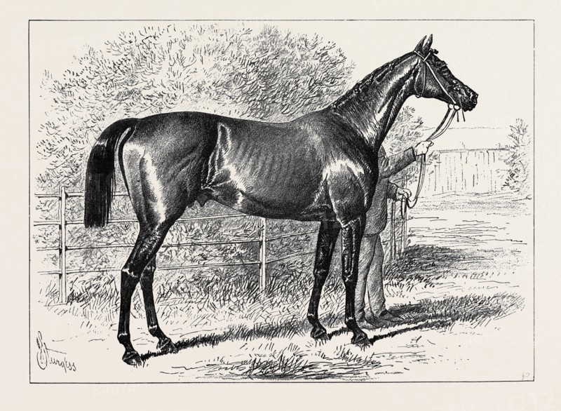 ISONOMY, WINNER OF THE ASCOT CUP, 1879