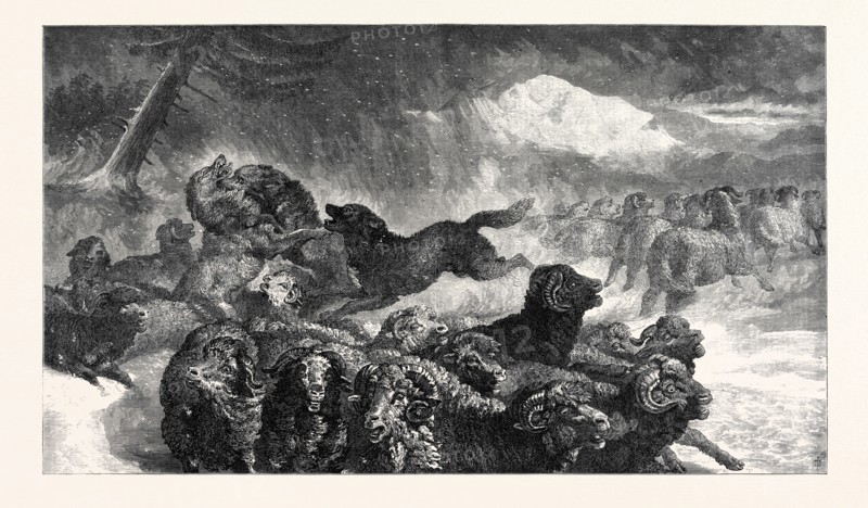 "A STAMPEDE FROM A WOLF," BY S.J. CARTER, IN THE EXHIBITION OF THE ROYAL ACADEMY, 1867