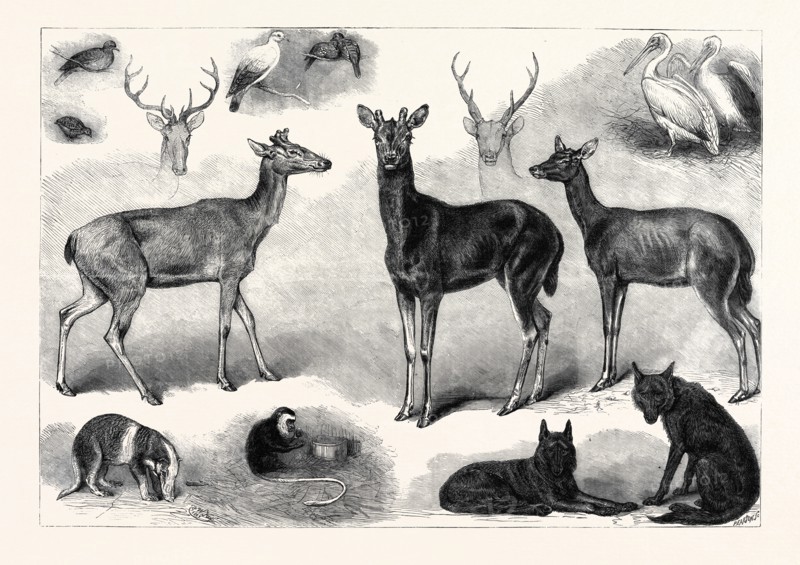 NEW ANIMALS AND BIRDS IN THE ZOOLOGICAL SOCIETY'S GARDENS, REGENT'S PARK, LONDON, UK, 1867