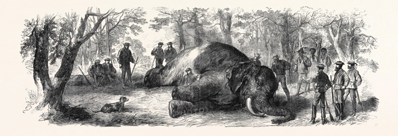 MEASURING THE ELEPHANT KILLED BY THE DUKE OF EDINBURGH, 1867