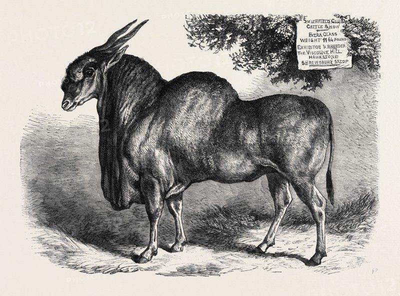 THE ELAND AT THE SMITHFIELD CLUB CATTLE SHOW, 1867