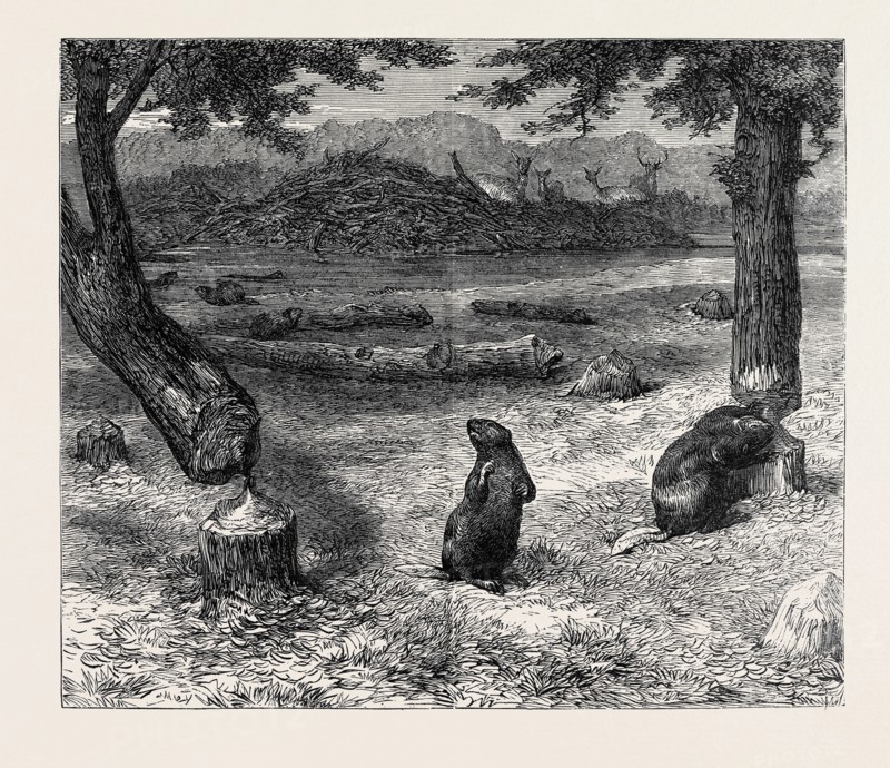 BEAVERS CUTTING DOWN TREES