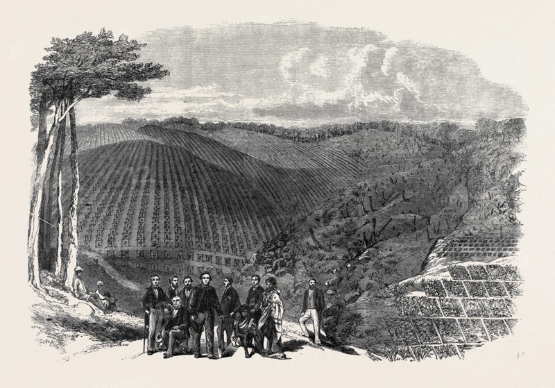 PERUVIAN BARK TREE PLANTATIONS IN THE NEILGHERRY HILLS, INDIA: SIR WILLIAM DENISON, GOVERNOR OF MADRAS, PLANTING THE FIRST TREE IN A NEW PLANTATION, 1862