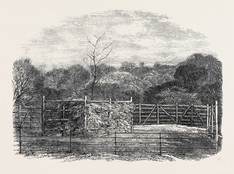 "THE PRINCE CONSORT'S OAK," PLANTED BY HER MAJESTY IN THE FLEMISH FARM, NEAR WINDSOR, AS A MEMORIAL OF THE LATE PRINCE CONSORT, 1862