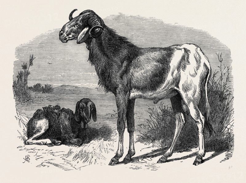 LONG-EARED AFRICAN SHEEP IN THE ZOOLOGICAL SOCIETY'S GARDENS, REGENT'S PARK, 1866