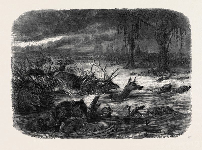 ANIMALS TAKING REFUGE FROM A PRAIRIE FIRE