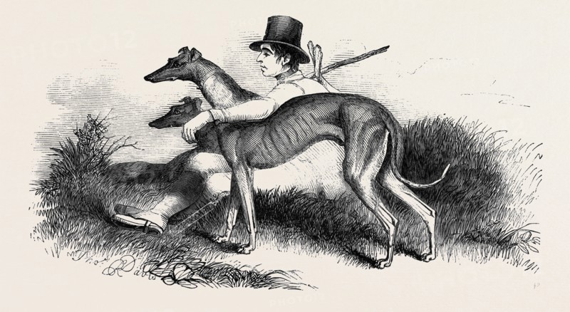 COURSING, GREYHOUNDS.