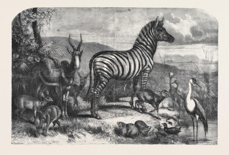 GROUP OF ANIMALS LATELY RECEIVED AT THE GARDENS OF THE ZOOLOGICAL SOCIETY, REGENT'S PARK; STEINBOK, CRYSBOK, BLESSBOK, REHBOK, BURCHELL'S ZEBRA, CAPE HYRAX, PHILANTOMBA, ISLAND HEN, STANLEY CRANE, CARUNCULATED CRANE