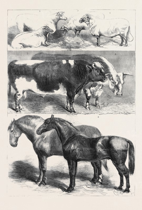 PRIZE ANIMALS AT THE ROYAL AGRICULTURAL SOCIETY'S SHOW AT LEEDS, JULY 27, 1861