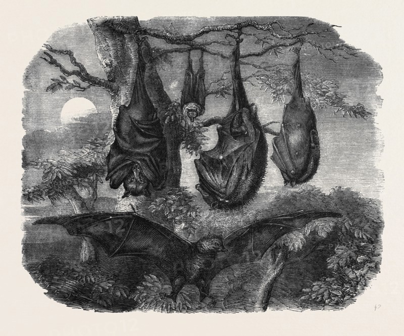 FLYING FOXES RECENTLY ADDED TO THE ZOOLOGICAL SOCIETY'S GARDENS, REGENT'S PARK