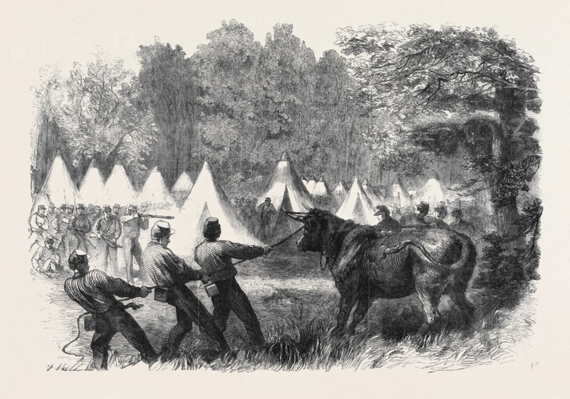THE WAR IN AMERICA: QUARTERMASTER'S DEPARTMENT, KILLING BULLOCKS IN THE FEDERAL CAMP, VIRGINIA