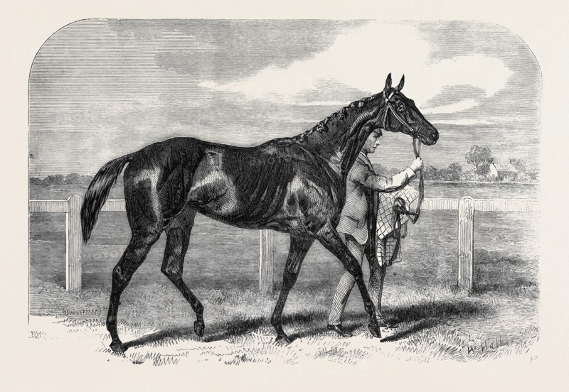 CALLER OU, THE WINNER OF THE ST. LEGER