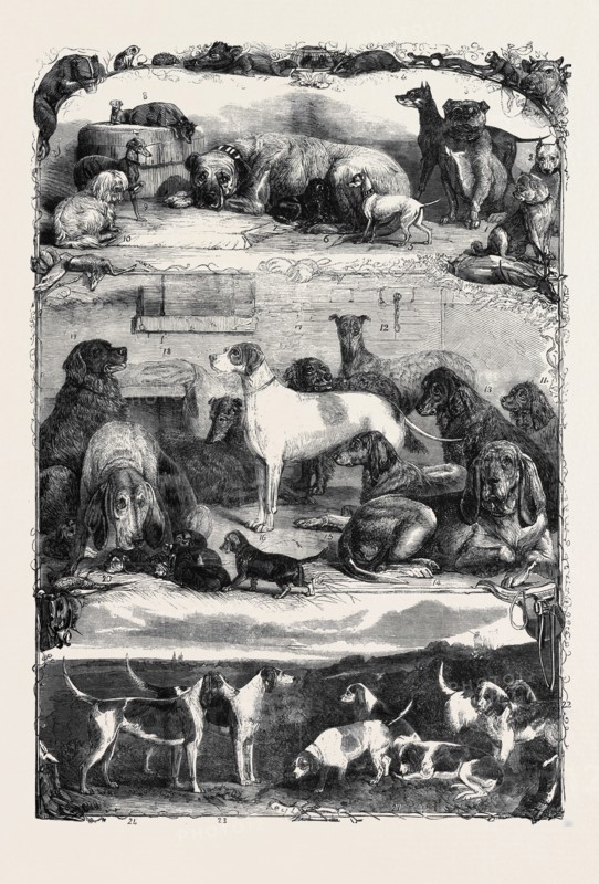 THE EXHIBITION OF SPORTING AND OTHER DOGS AT THE HORSE REPOSITORY, HOLBORN: PRIZE ANIMALS